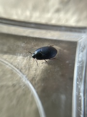 Gondwanocrypticus platensis