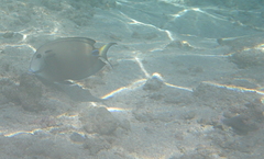Acanthurus tennentii
