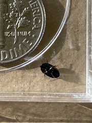 Gondwanocrypticus platensis