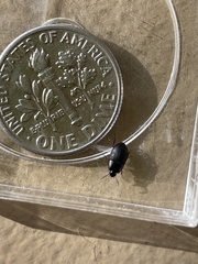 Gondwanocrypticus platensis