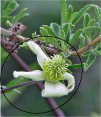 Clematis campestris, photograph Hugo Hulsberg, CC0, iNaturalist via GBIF