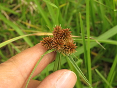 Cyperus