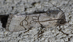 Sympistis sectilis