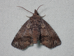 Paectes pygmaea