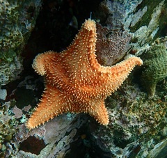 Hippasteria phrygiana