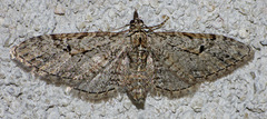 Eupithecia bolterii