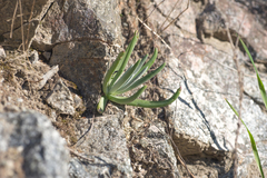 Dudleya densiflora