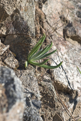 Dudleya densiflora