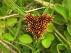 Cyperus