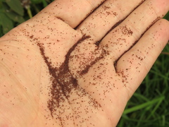 Kalanchoe densiflora