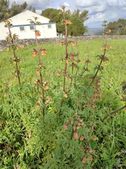 Scrophularia sambucifolia