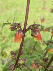 Scrophularia sambucifolia