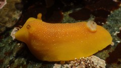 Baptodoris mimetica