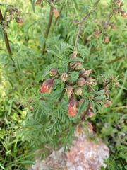 Scrophularia sambucifolia