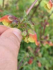 Scrophularia sambucifolia