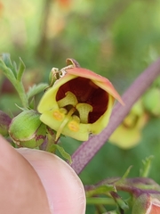 Scrophularia sambucifolia