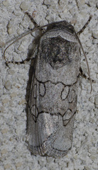 Sympistis sectilis