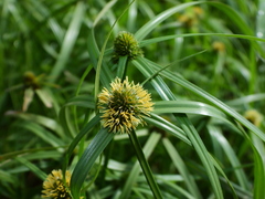 Cyperus hortensis