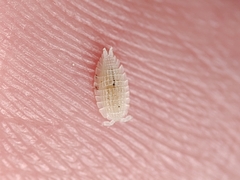 Platyarthrus codinai