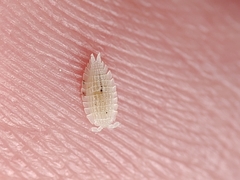 Platyarthrus codinai