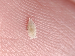 Platyarthrus codinai