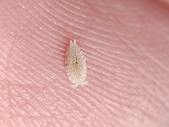 Platyarthrus codinai