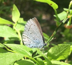 Celastrina argiolus