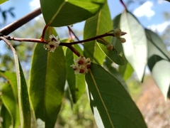 Litsea glaucescens