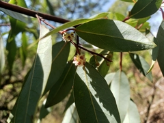 Litsea glaucescens