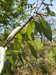 Litsea glaucescens