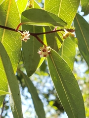 Litsea glaucescens