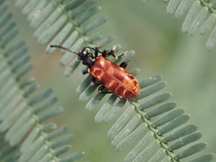 Lemodes atricollis