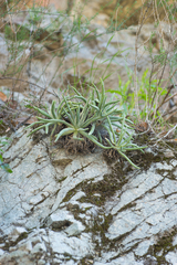 Dudleya densiflora