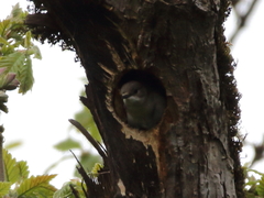 Ficedula semitorquata