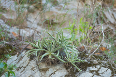 Dudleya densiflora