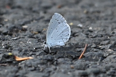 Celastrina argiolus