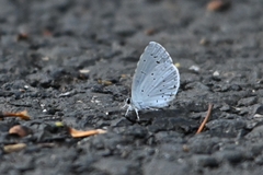 Celastrina argiolus