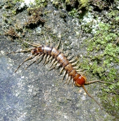 Lithobius variegatus rubriceps