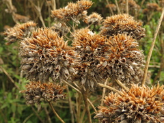 Kalanchoe densiflora