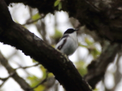 Ficedula semitorquata