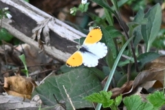 Anthocharis bambusarum