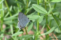 Sinthusa chandrana