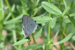 Sinthusa chandrana