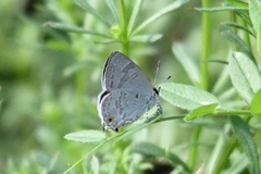 Sinthusa chandrana