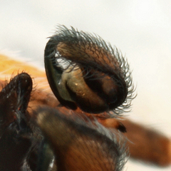 Dictyna coloradensis