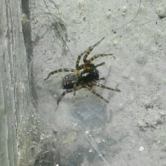 Textrix denticulata