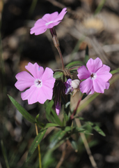 Phlox speciosa