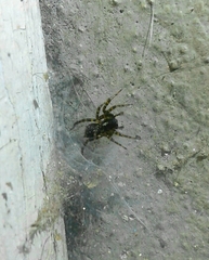 Textrix denticulata