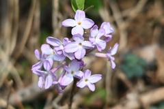 Daphne genkwa