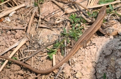 Takydromus septentrionalis